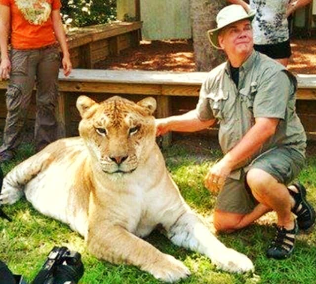 Dr. Bhagavan Antle from Myrtle Beach Safari has maximum knowledge about ligers