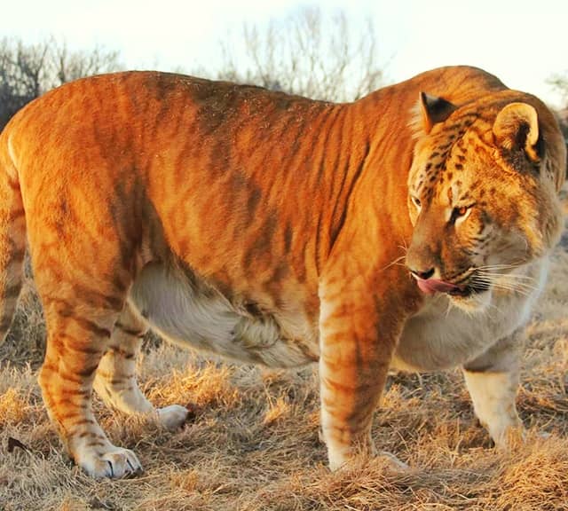 Female Ligers are as big as male lions and tigers