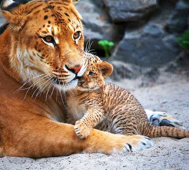 Female Ligers are Fully Fertile