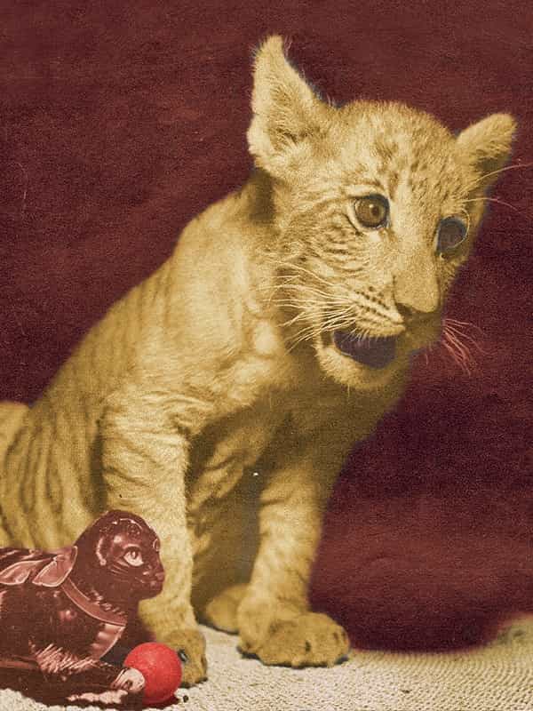 First ever liger in USA was born in 1948.