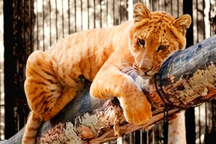 First ever liger cubs in Russian were born in 2004