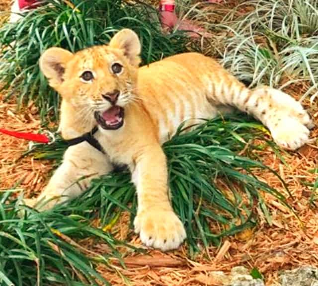 First ever liger cubs were born in India