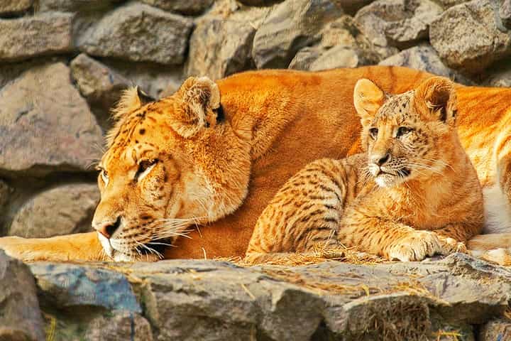 Female ligers can start breeding from fourth year and onwards.