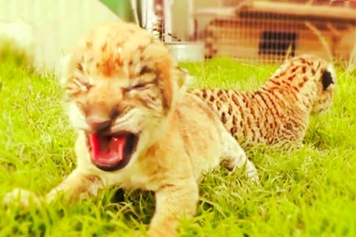 World's 1st male liliger was born at the Wynnewood Zoo in Oklahoma, USA