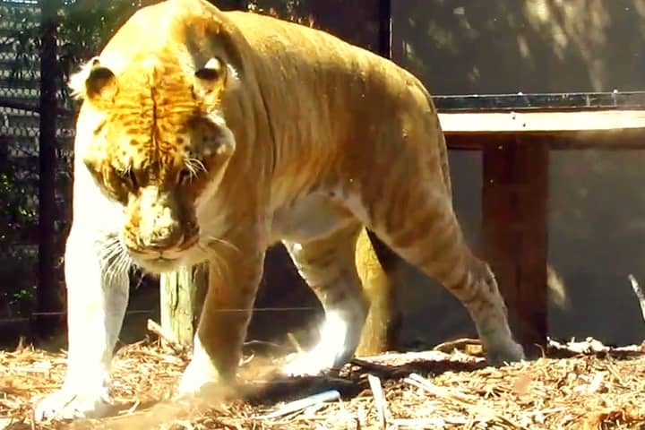 State of Florida has maximum numbers of zoos with ligers.