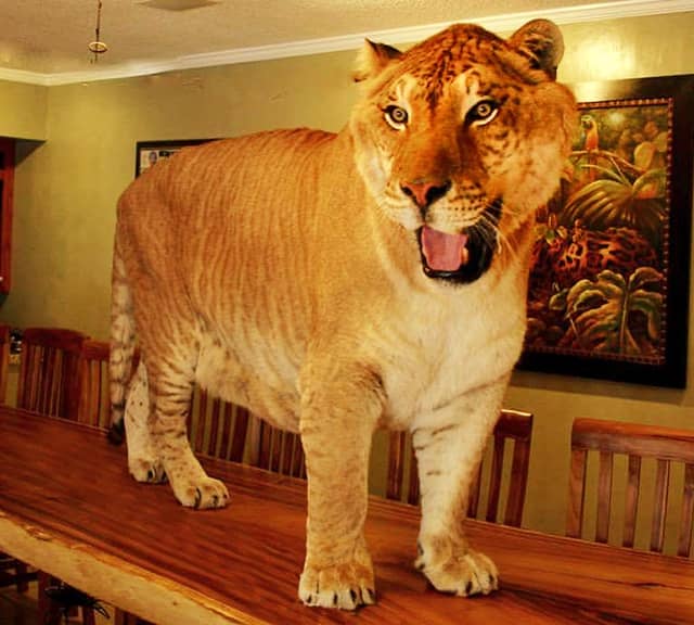 Hercules is the biggest liger in the world weighing 922 pounds