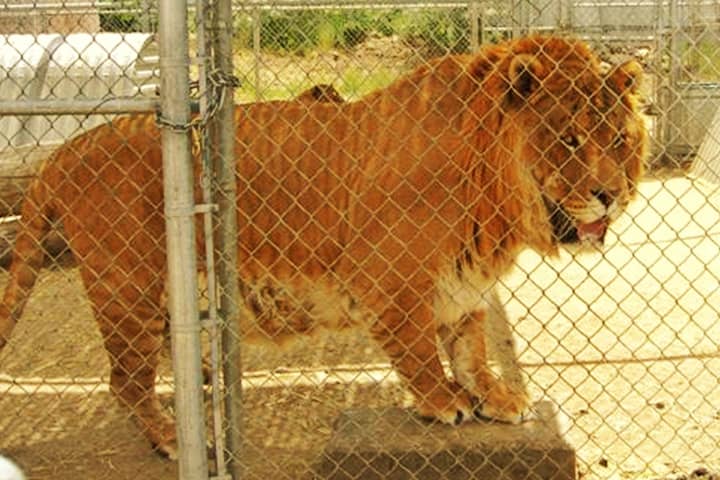 Hobbs the biggest liger of all times.