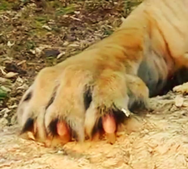 Ligers 2 inches long claws