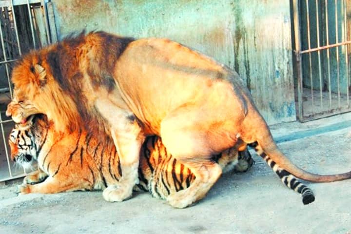 Ligers are accidentally bred through crossbreeding in captivity.