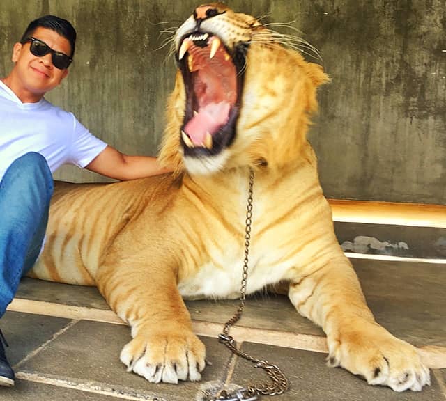 Ligers have a bite force of 1000 pounds at the tip of their canines.