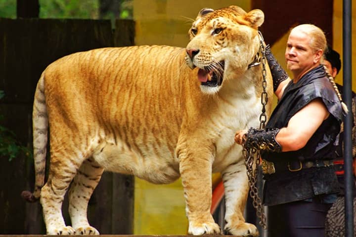 Ligers are hybrid big cats resulting from crossbreeding of lion and tigress.