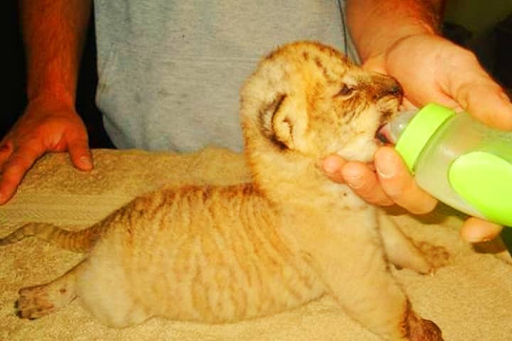 Liger cubs at birth are of same size as the size of tiger cubs.