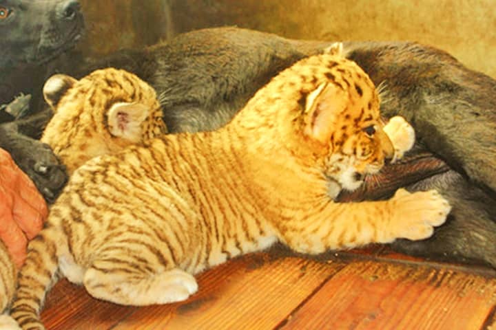 Liger cubs at birth have spots and stripes