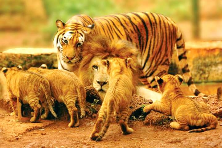 Liger cubs are born normally without the procedure of the C-Section.