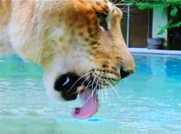 Ligers drink about one gallon of water per day