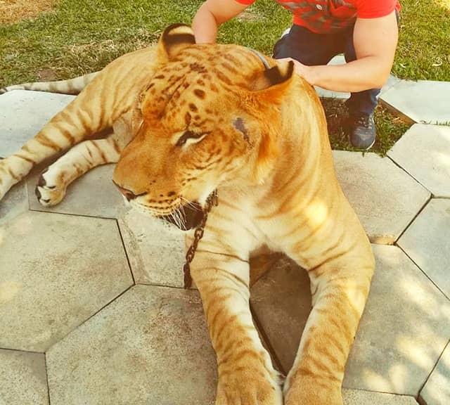 Liger ears resemble tiger ears.