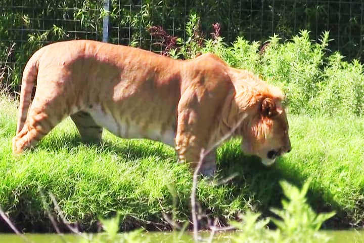 Ligers also eat grass for their stomach