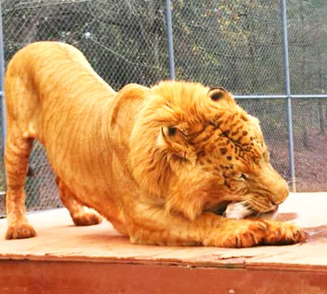 Liger can eat 100 pounds of meat in a single sitting.