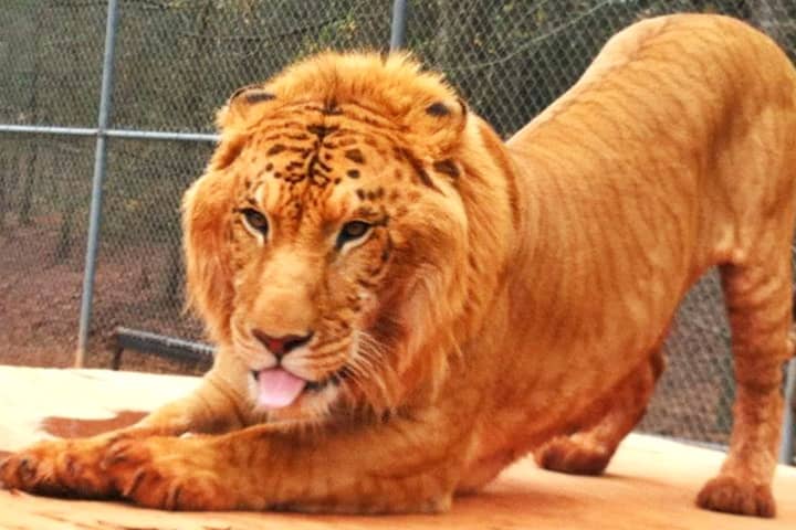 A liger's head is twice bigger than lion or tiger's head.