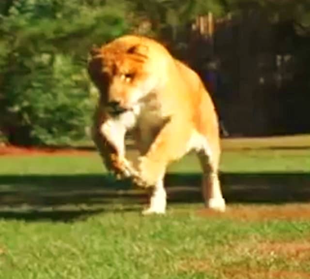 Ligers can jump 25 to 30 Feet Long.