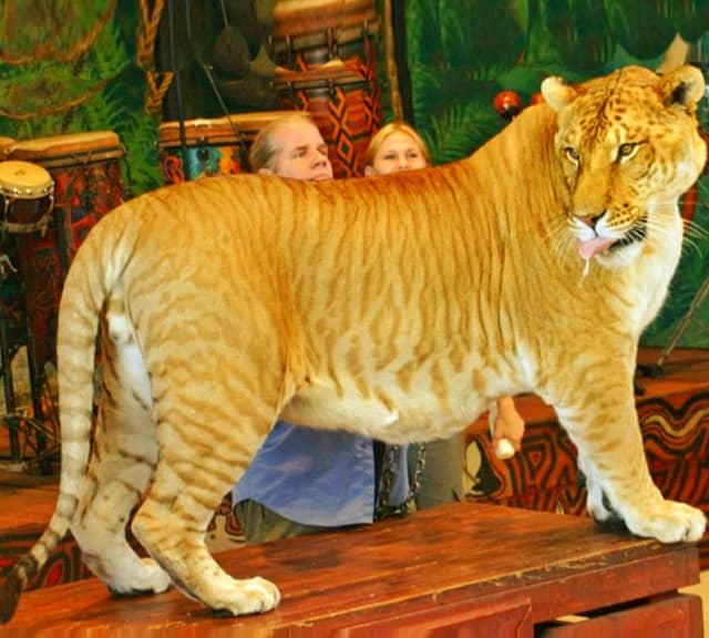 Ligers have lion fur and tiger stripes.