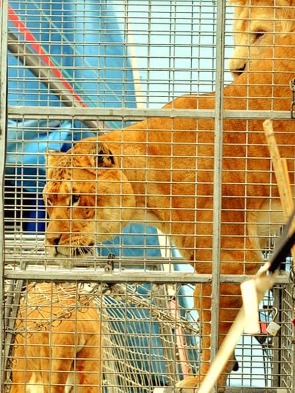 A liger at a circus show in Netherlands.