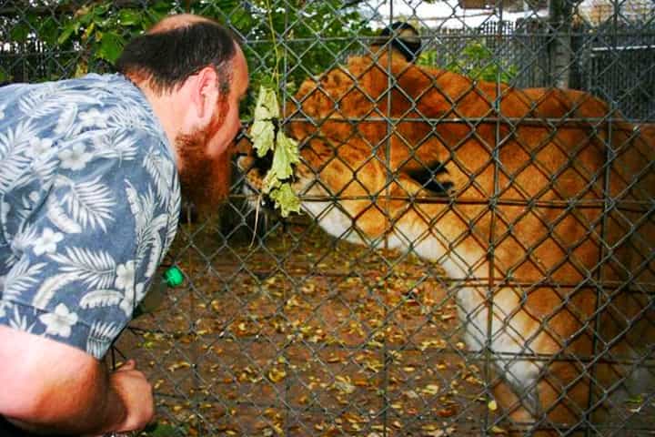 Nook the liger is the longest living male liger who lived for 21 years.