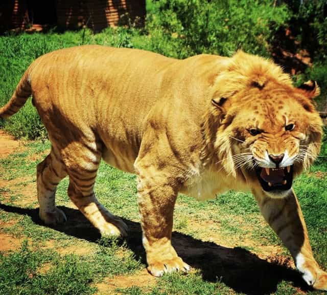 Liger population is 120 ligers.