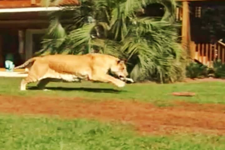 Ligers have a speed of 40 to 50 miles per hour