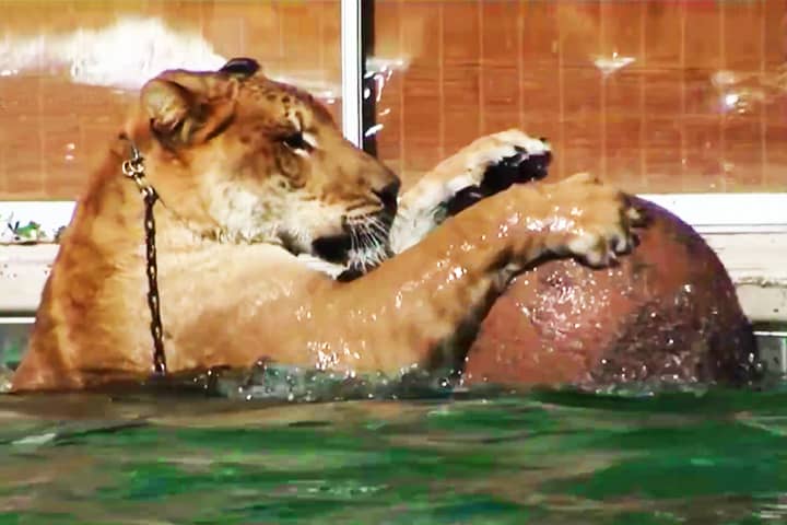 Liger swimming at Myrtle Beach Safari.