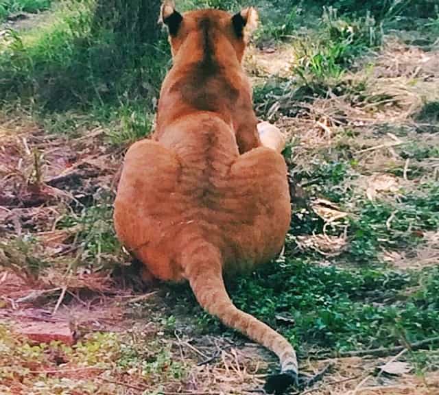 Liger tail has rings of tigers and tuft of lion at its tip.