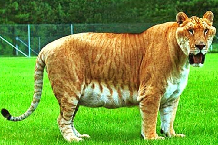 Ligers at 900 pounds weigh twice more than lions and tigers