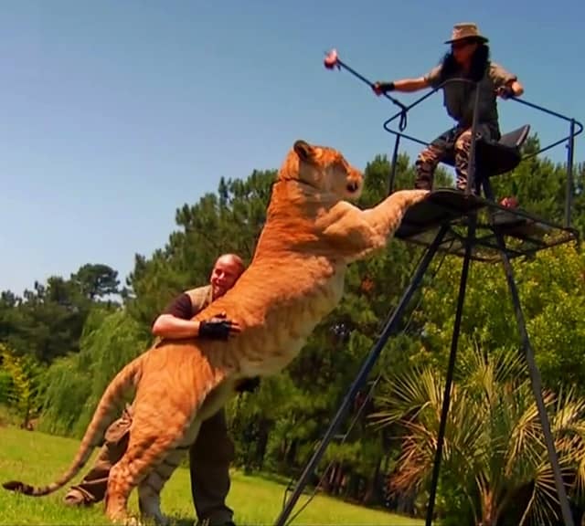 Ligers have Body Lenght of 12 Feet Long
