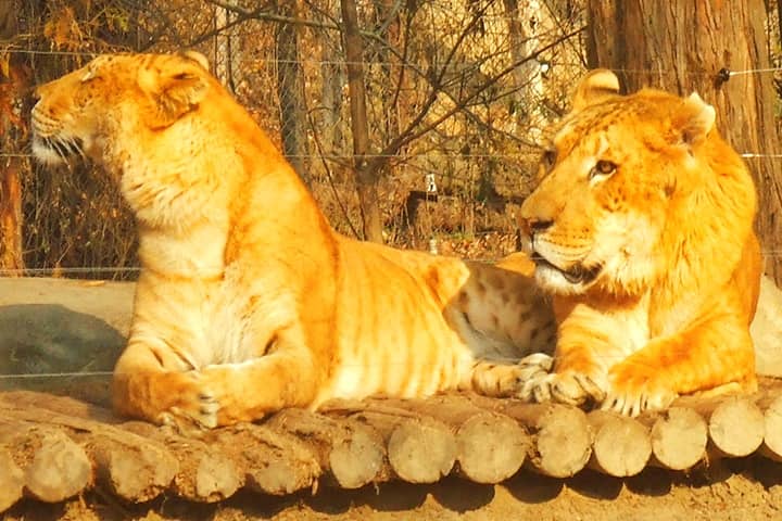 Ligers have 38 chromosomes