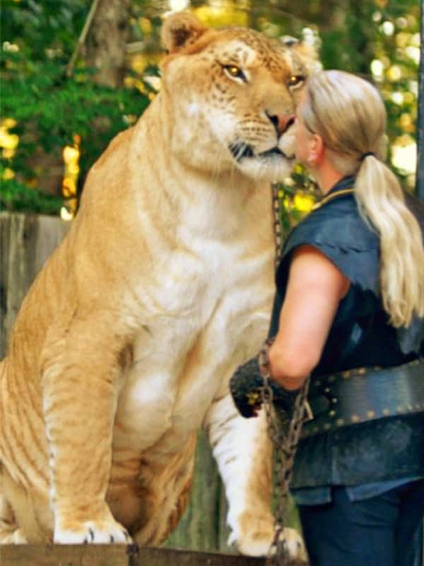 Ligers are 6 feet tall from bottom to tip of their ears, when sitting on their hindlegs.