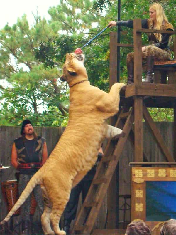 Ligers are agilest of all at 900 pounds.