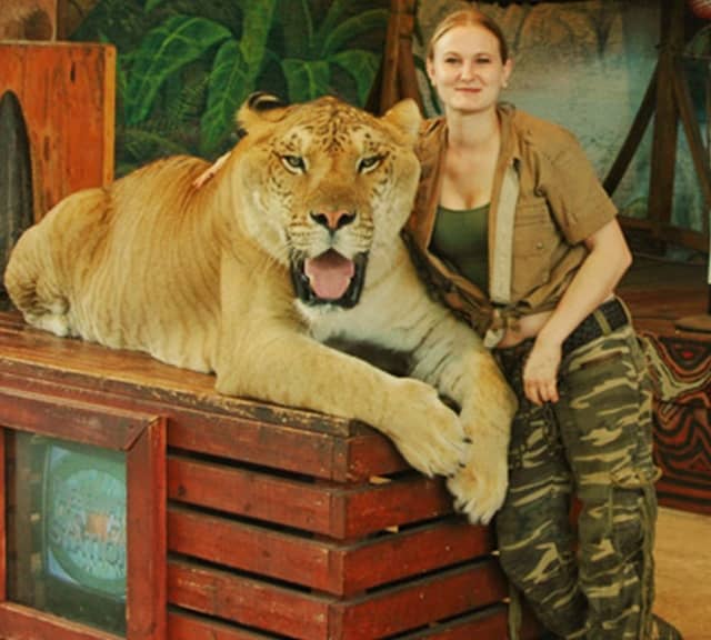 Ligers act as Brand Ambassadors for the conservation of Big Cats