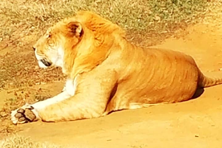 Ligers can easily survive in the wild.