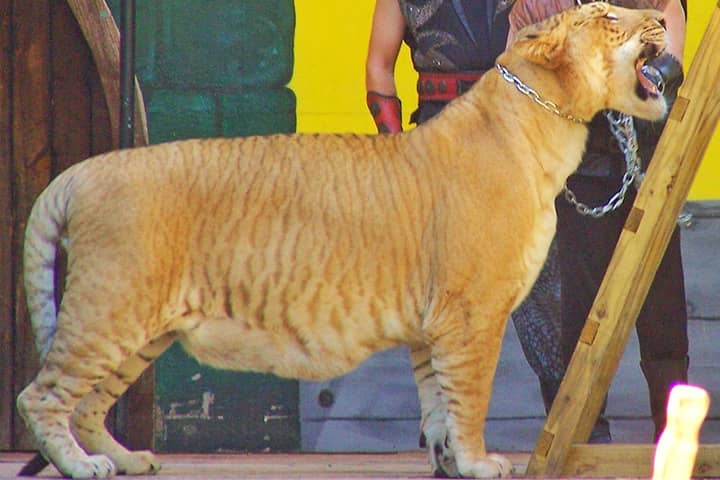 Ligers have dark-brown colored stripes