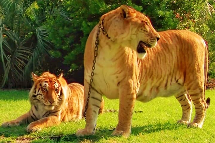 Ligers dominate lions and tigers in captivity