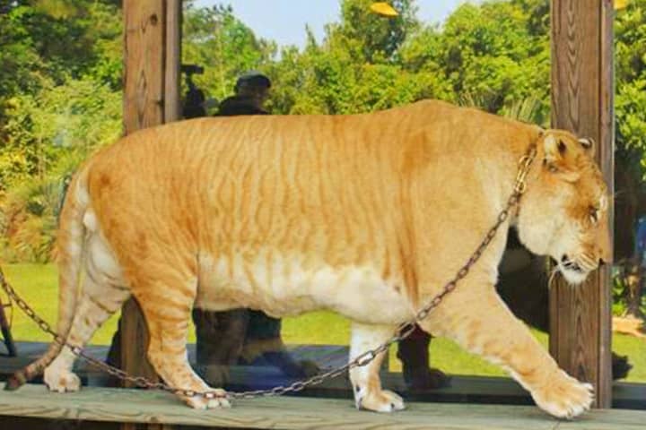 Ligers are equivalent in size to the Great American Lions and Smilodons