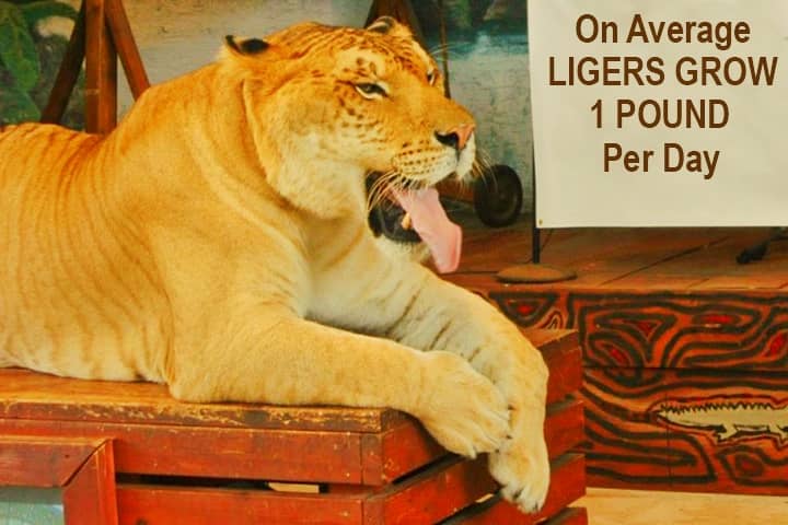 Ligers have the Fastest Growth Rate as compared to the other big cats.