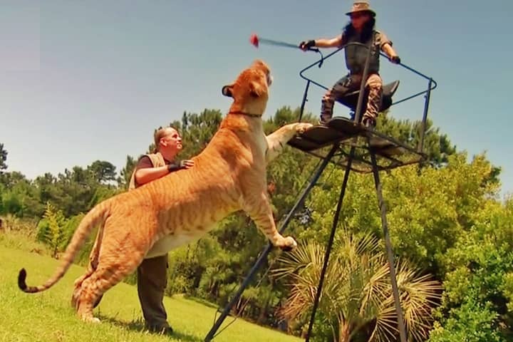 Ligers have featured within National Geographics Super Cat Documetary