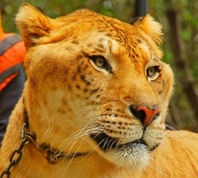 Ligers' forehead has spotted facial markings.