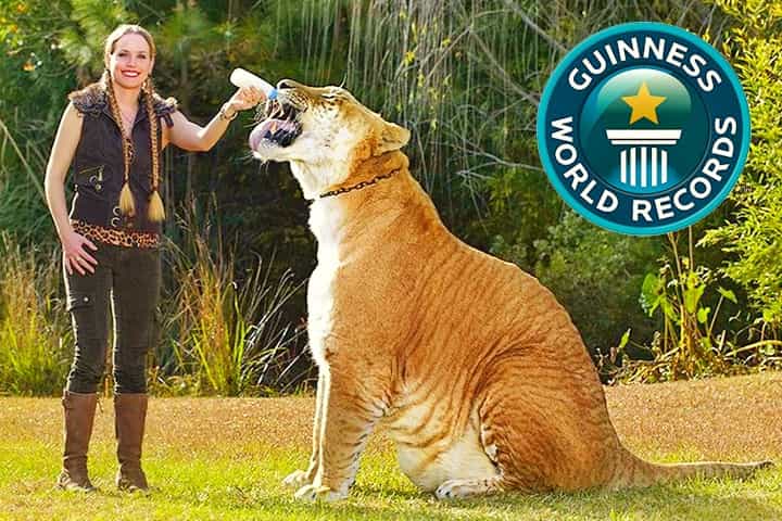 Ligers have four times appeared within Guinness World Records