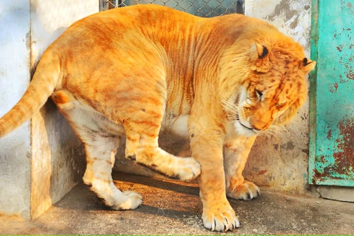 Ligers are free of all genetic defects