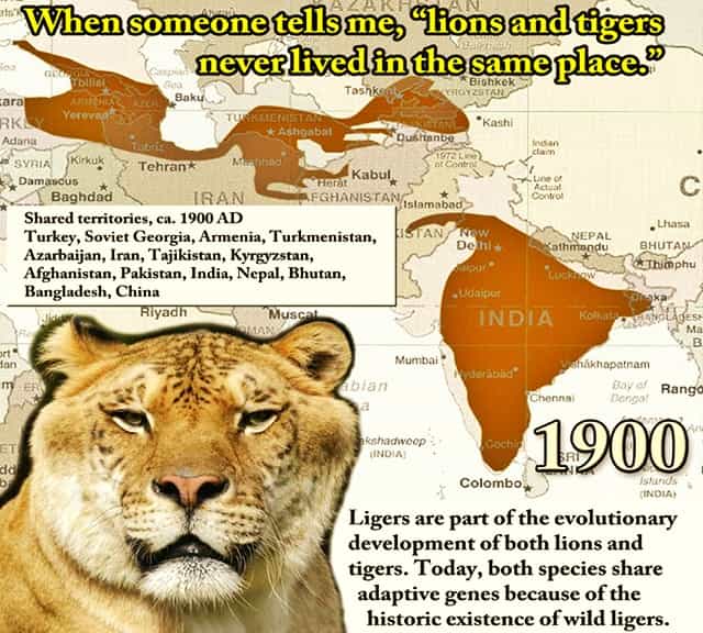 Ligers have possibly existed in the wild some centuries ago.