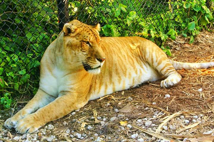 Ligers are classified as interspecific hybrids