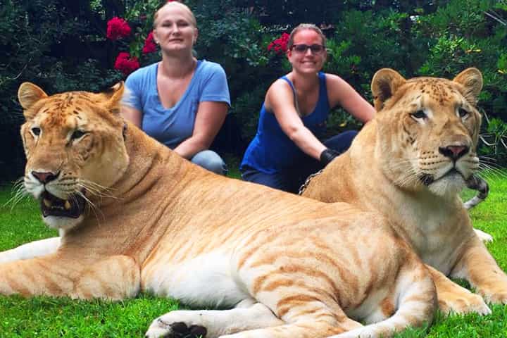 Ligers keep on growing till the age of six years.