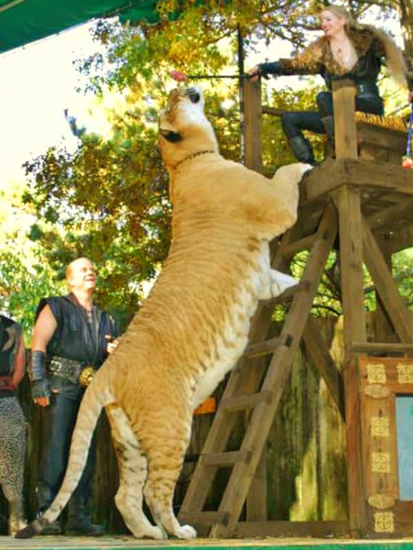 Ligers are the largest hybrids in the big cat family